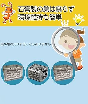 アリ・スミス「四季四部作」4冊セットBOX入り 楽天市場】MIMIA アリの巣 観察 キット (砂・蟻は別売) 蟻 アリ